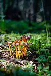 SJELDNE: Den gule trompetsoppen finnes i kalkrike skoger, gjerne ved myrområder som den vernede delen av Svartskog.