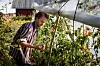 MYE VARME: I et lite drivhus har studentene chilli, tomater og andre frukter som trenger ekstra varme.