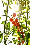 EKSKLUSSIVE: Cherrytomatene er søte, men  det er ikke nok av dem til  å lage pizzasaus hver fredag, så kollektivet har måttet tenke alternativt.
