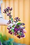FULL BLOMST: Bergmynte, også kjent som oregano, er ikke bare en ypperlig smakstil­setter, men også vakker.